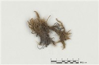 藏品(長枝砂苔)的圖片